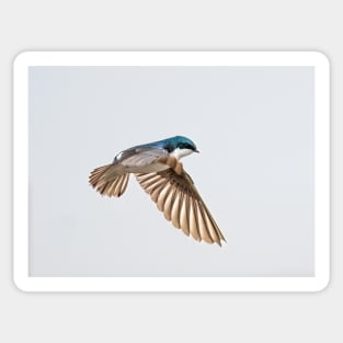 Tree Swallow Flight Sticker